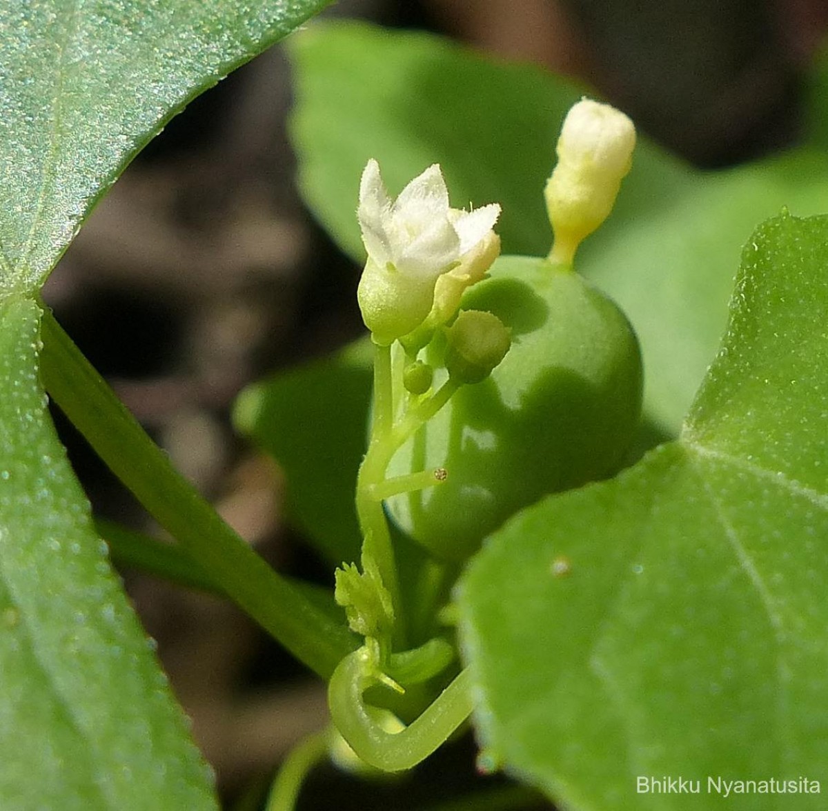 Zehneria maysorensis Arn.